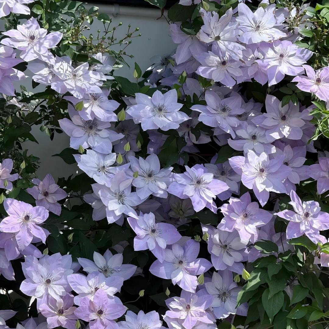 Clematis Seeds-The Queen of Climbing Vines