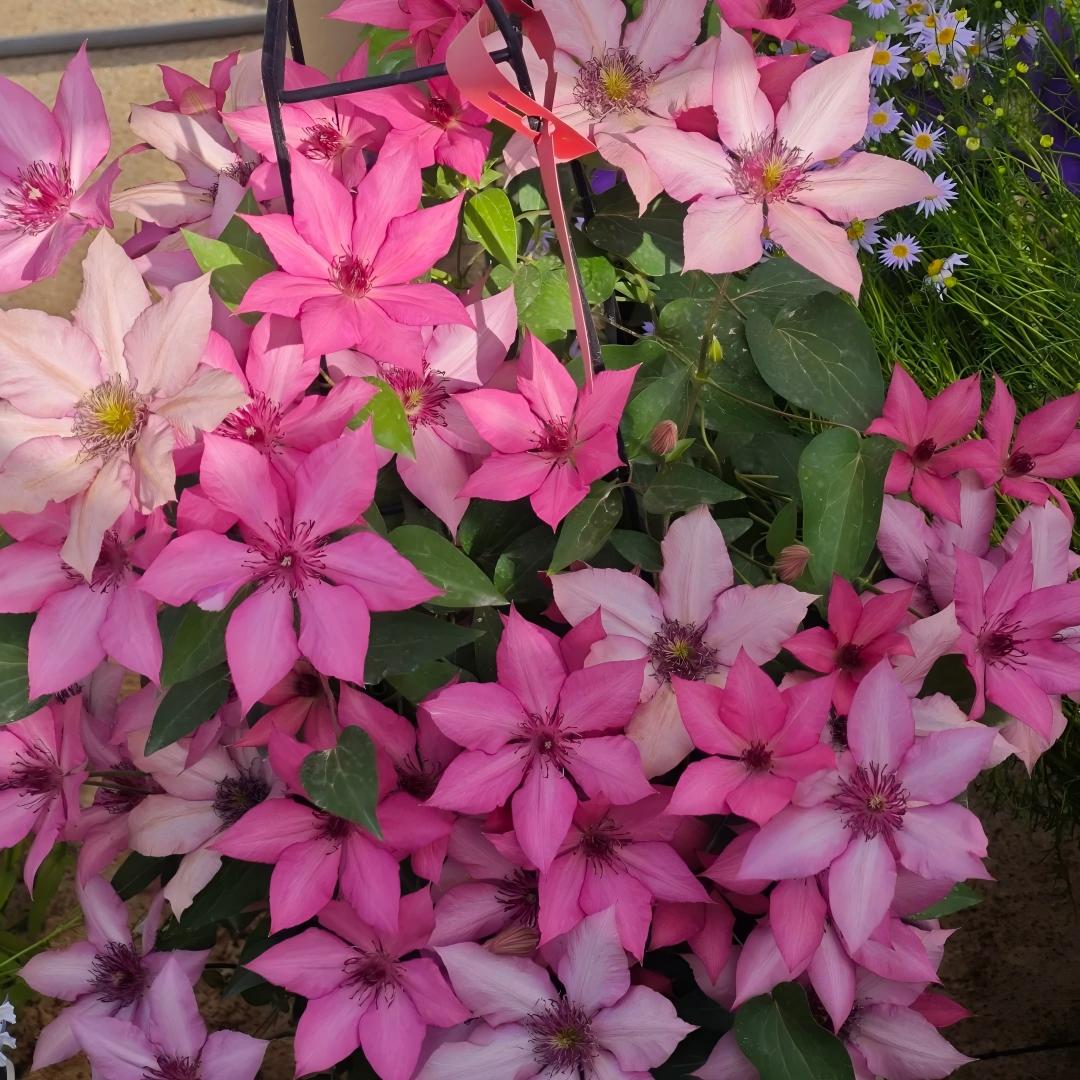 Clematis Seeds-The Queen of Climbing Vines